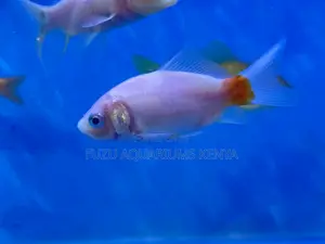 Best Goldfish for First-Time Owners