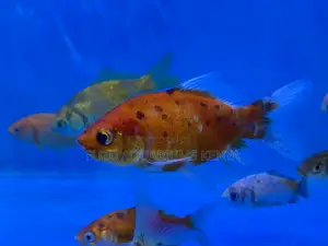 Tank-Ready Goldfish Mix