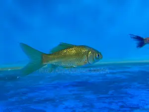 Hardy Goldfish for Any Setup