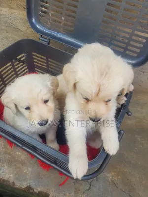 1-3 months Male Purebred Golden Retriever