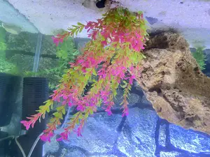 Aquarium Coral Rock – Safe, Stunning Realistic