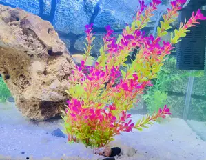 Transform Your Tank With Premium Coral Rock Decor
