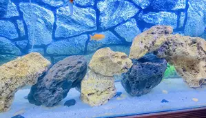 Bring the Reef Home – Vibrant Aquarium Coral Rock
