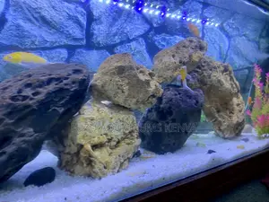 High-Quality Coral Rock – A Must-Have for Aquascaping