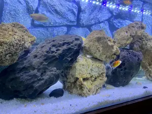 Coral Rock Aquarium Decor – Natural Beauty Underwater