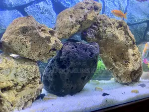 Fish Hide Play in These Realistic Coral Rocks!