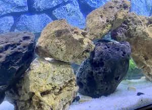 Coral Rock for Salt Freshwater Aquariums –Versatile Safe