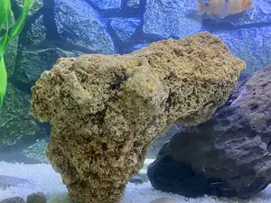 Premium Coral Rock – For Stunning Aquascapes