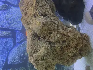 Reef-Style Aquarium Coral Rock – Natural Vibes Only