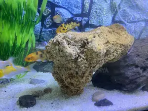 Premium Coral Rock – For Stunning Aquarium