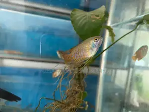 Peaceful Beautiful – Male Dwarf Gourami