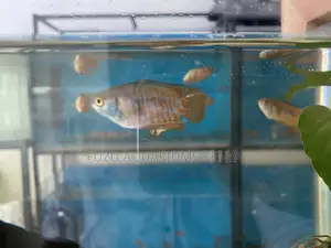 Colorful Dwarf Gourami Male – Perfect for Planted Aquariums