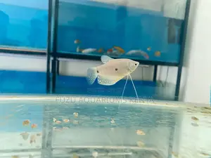 Three-Spot Gourami – Graceful, Hardy Eye-Catching!