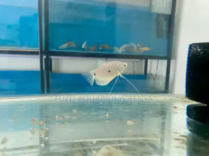 Peaceful Three-Spot Gourami – Ideal for Community Tanks