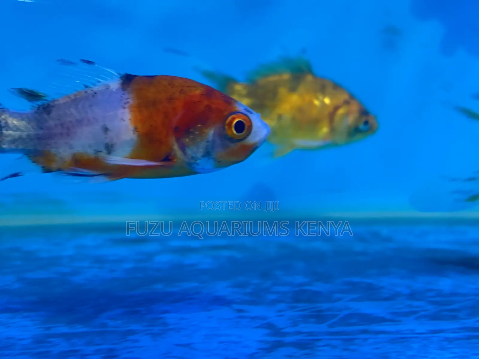 Classic Goldfish – A Favorite for All Fish Lovers