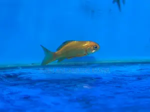 Colorful Goldfish – Easy to Care For