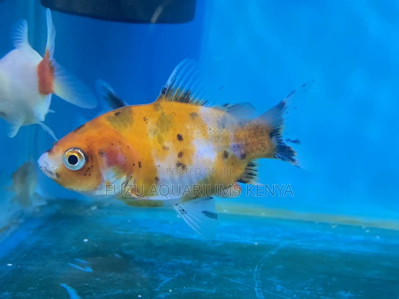 Peaceful Goldfish – Great for Community Tanks
