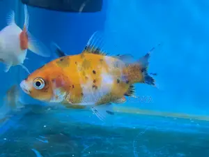 Peaceful Goldfish – Great for Community Tanks