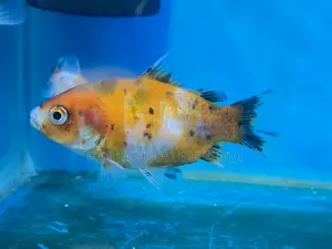 Fancy Goldfish for Freshwater Aquariums