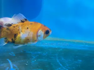 Bring Home a Beautiful Goldfish Today