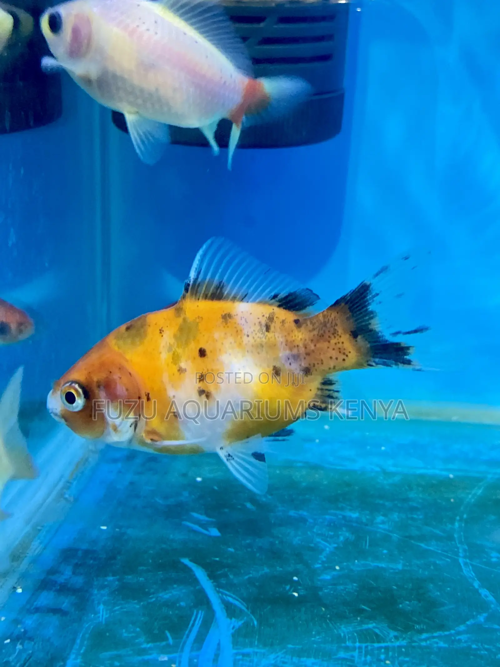 Beginner-Friendly Goldfish – Low Maintenance