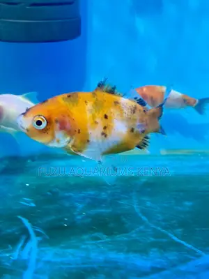 Goldfish With Personality – Add Life to Your Aquarium