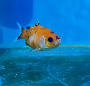 Graceful Goldfish – Elegant in Every Movement