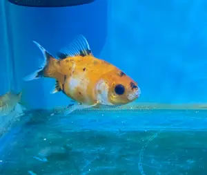 Quality Goldfish – Handpicked and Healthy