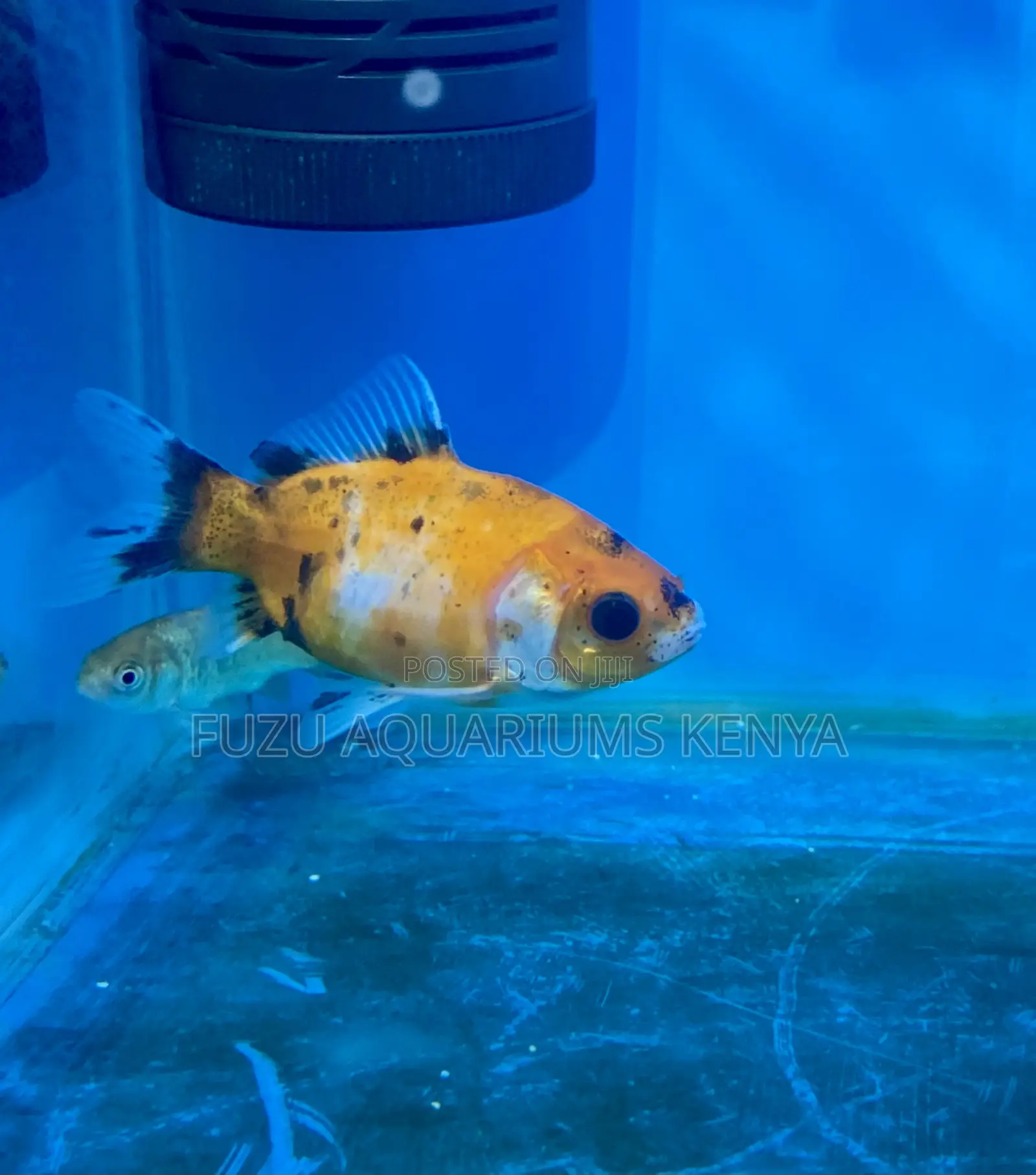 Easy Care Goldfish – Great for All Ages