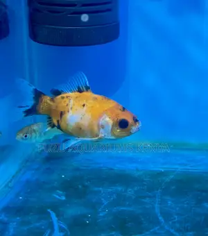 Easy Care Goldfish – Great for All Ages