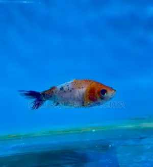 Goldfish – Perfect Starter Fish for Kids