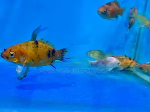 Hardy Goldfish for Freshwater Tanks