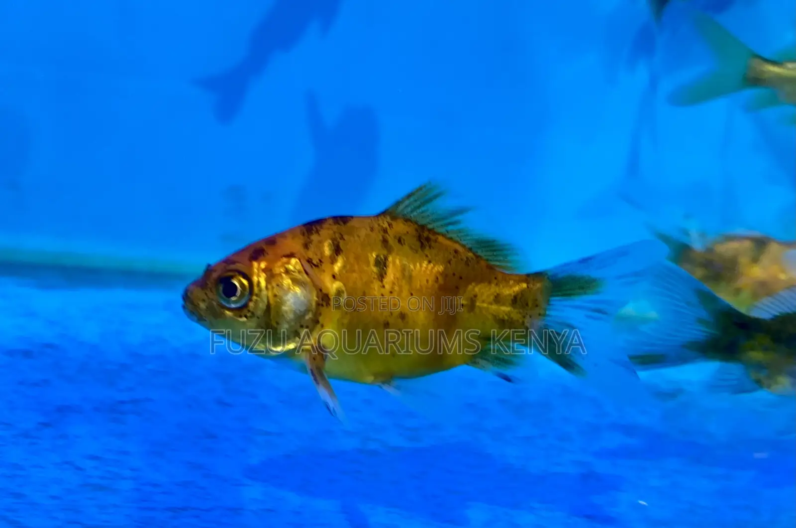 Goldfish – Ideal for Medium to Large Aquariums