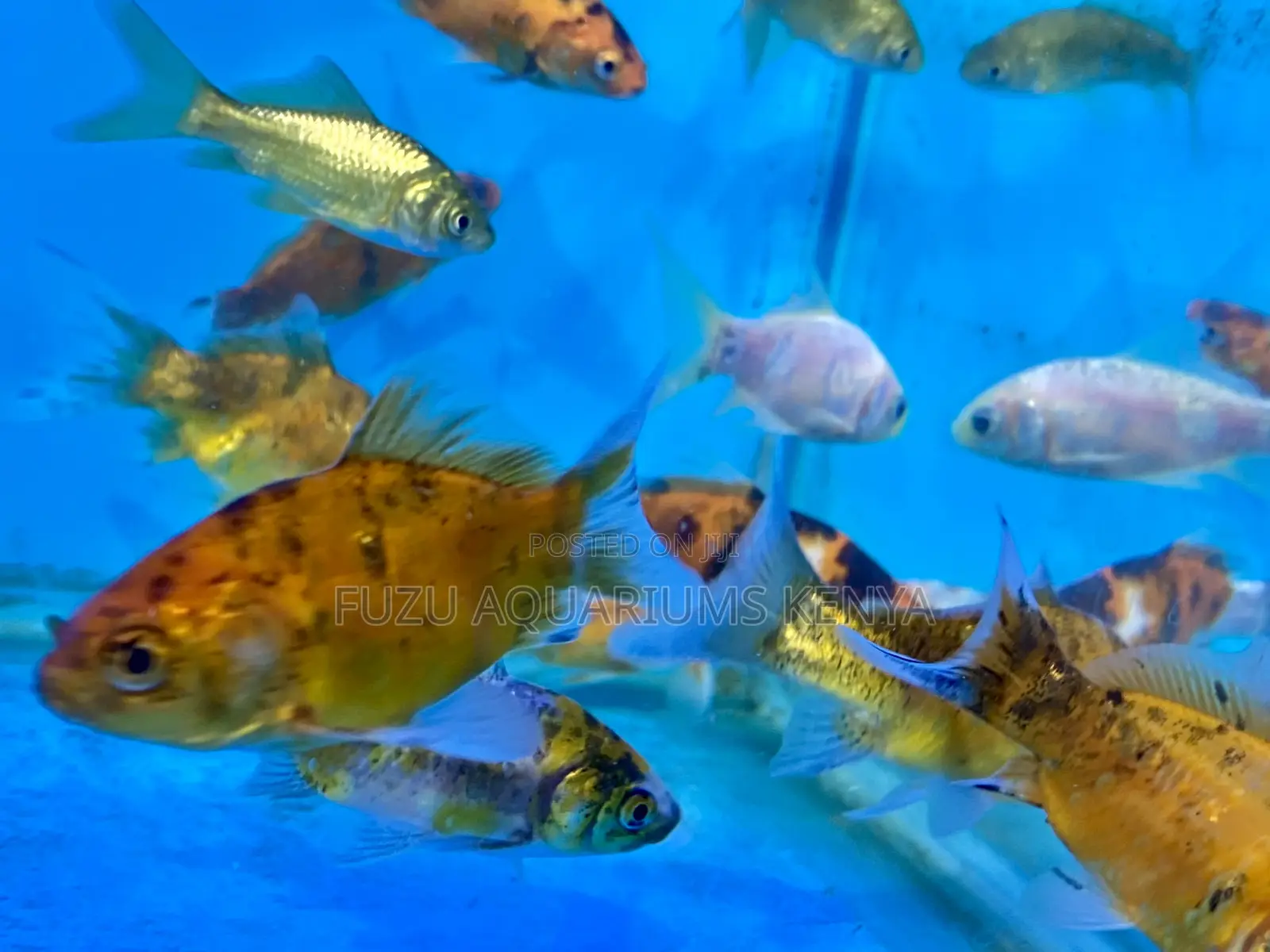 Captivating Goldfish – Simple Elegant