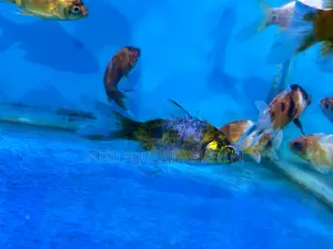 Golden Beauty – Add Color to Your Aquarium