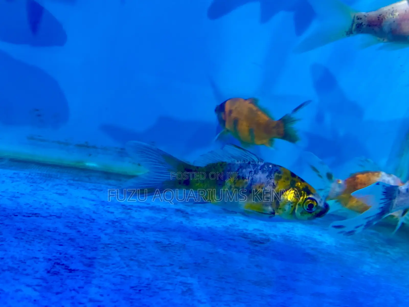 Long-Lived Goldfish – Raise and Watch Them Grow