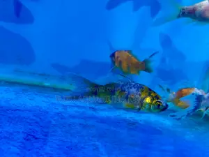 Long-Lived Goldfish – Raise and Watch Them Grow