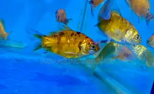 Family-Friendly Goldfish for All Tank Sizes