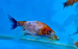 Lively Goldfish – Loved by Kids and Adults