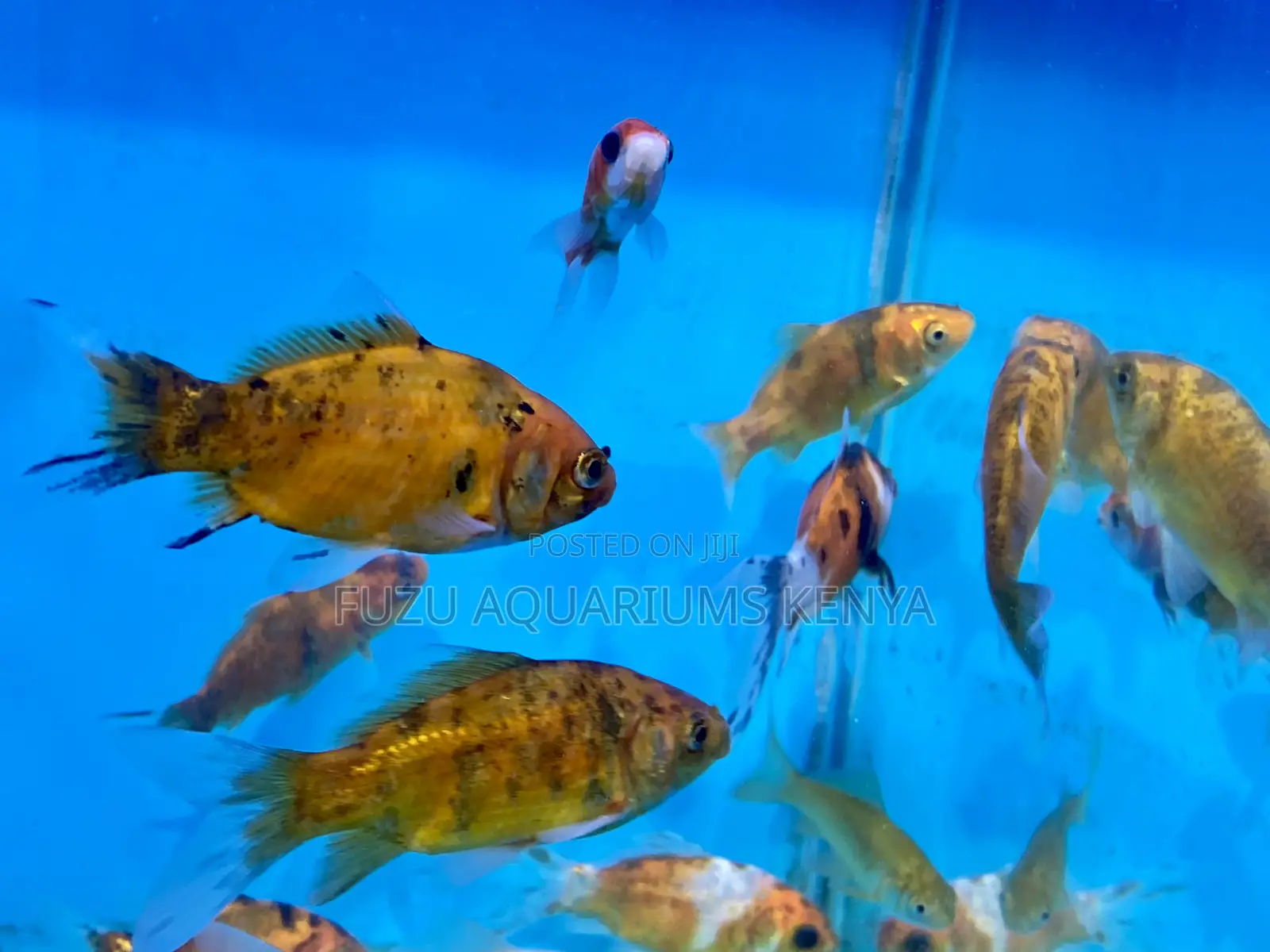 Elegant Goldfish for a Serene Aquarium