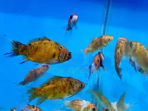 Elegant Goldfish for a Serene Aquarium