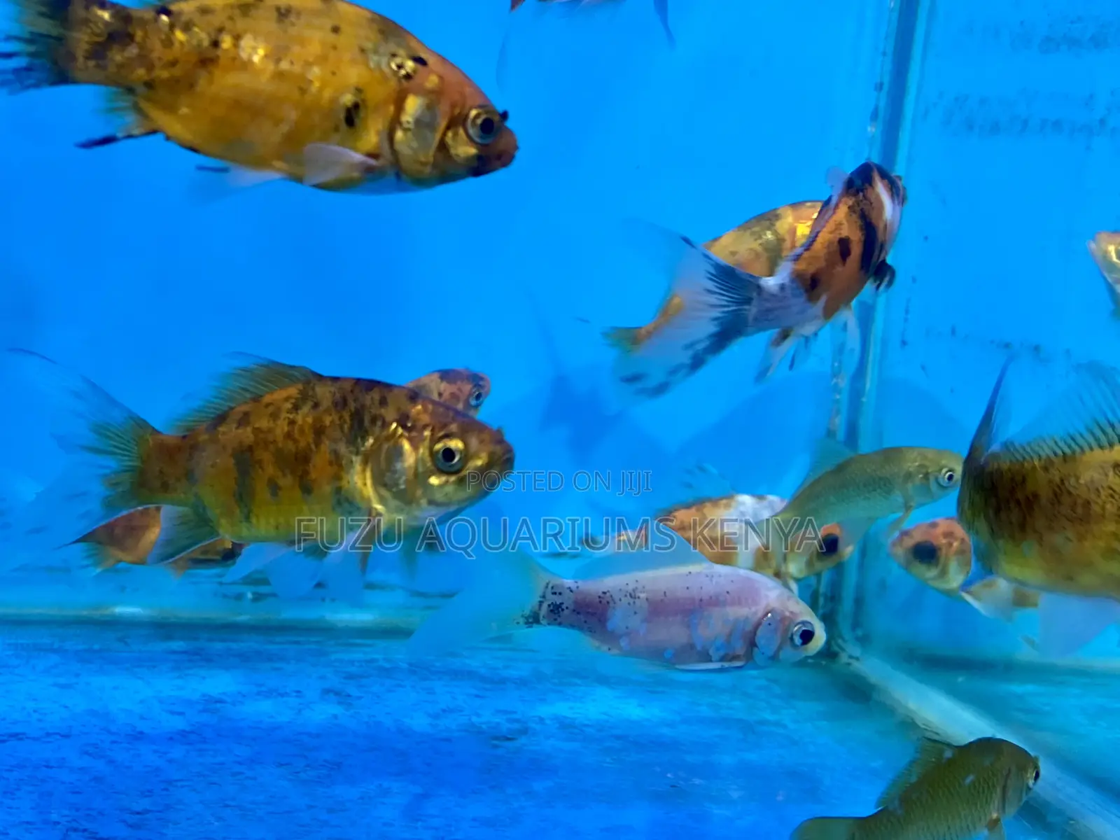 Low-Maintenance Goldfish – Just Add Water