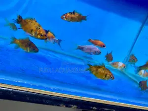 Goldfish – The Heart of Every Aquarium
