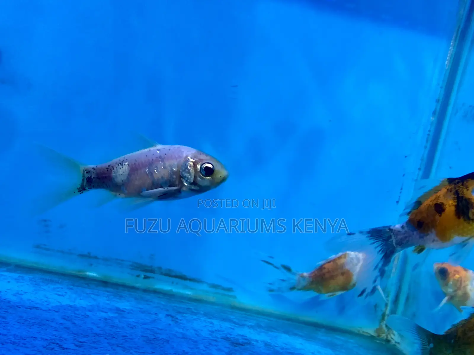 Simple, Stunning, and Stress-Free Goldfish