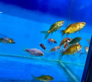 Budget-Friendly Goldfish – Great Value