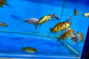 Goldfish – The Original Aquatic Pet