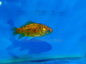 Goldfish – A Classic Choice for Any Hobbyist