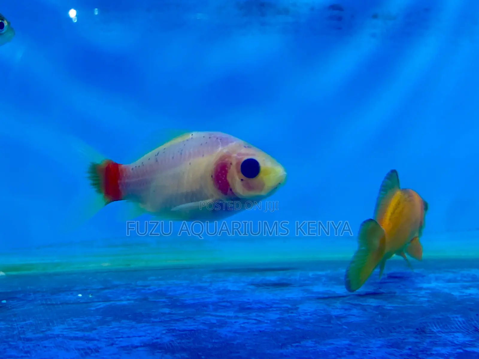 Playful Goldfish – Bring Your Aquarium to Life