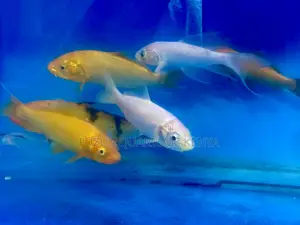 Colorful Koi Fish – Living Art for Your Water Garden