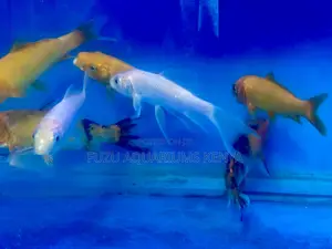 Premium Koi Fish for Sale – Healthy Stunning